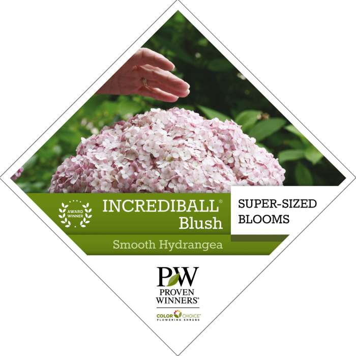 Preview of Incrediball® Blush Hydrangea Tag PDF