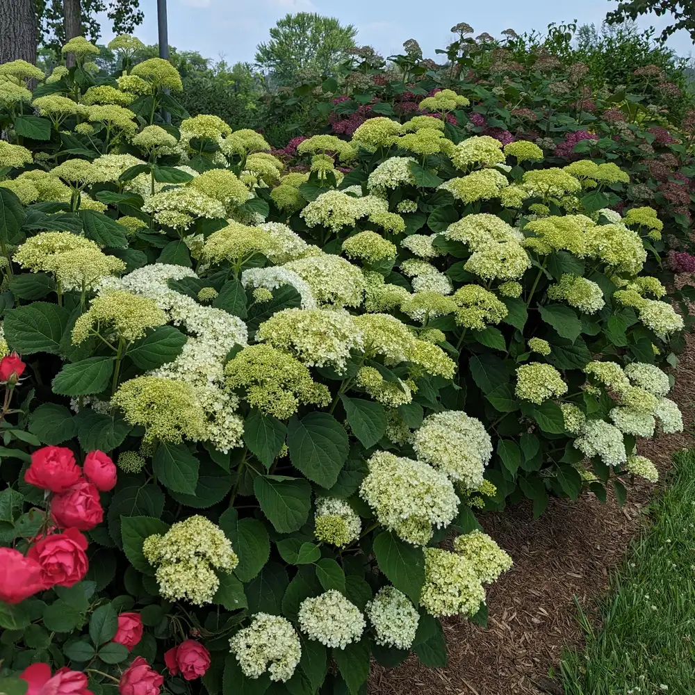 Incrediball Storm Proof smooth hydrangea with large green and white flowers in a landscape. 