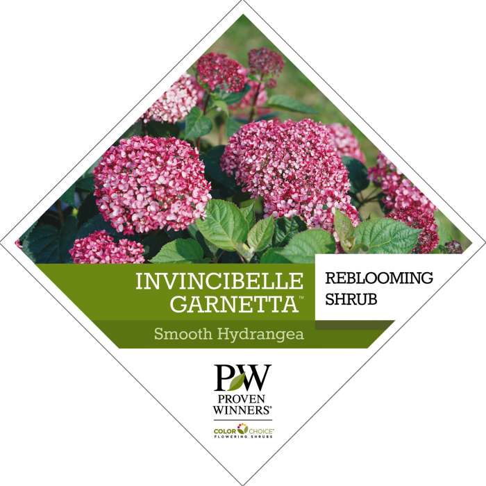 Preview of Invincibelle Garnetta® Hydrangea tag PDF