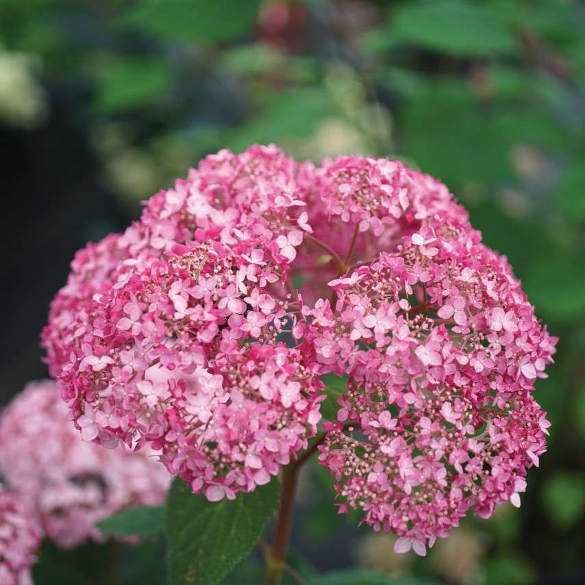 Invincibelle Spirit Thrive has vivid deep pink blooms.
