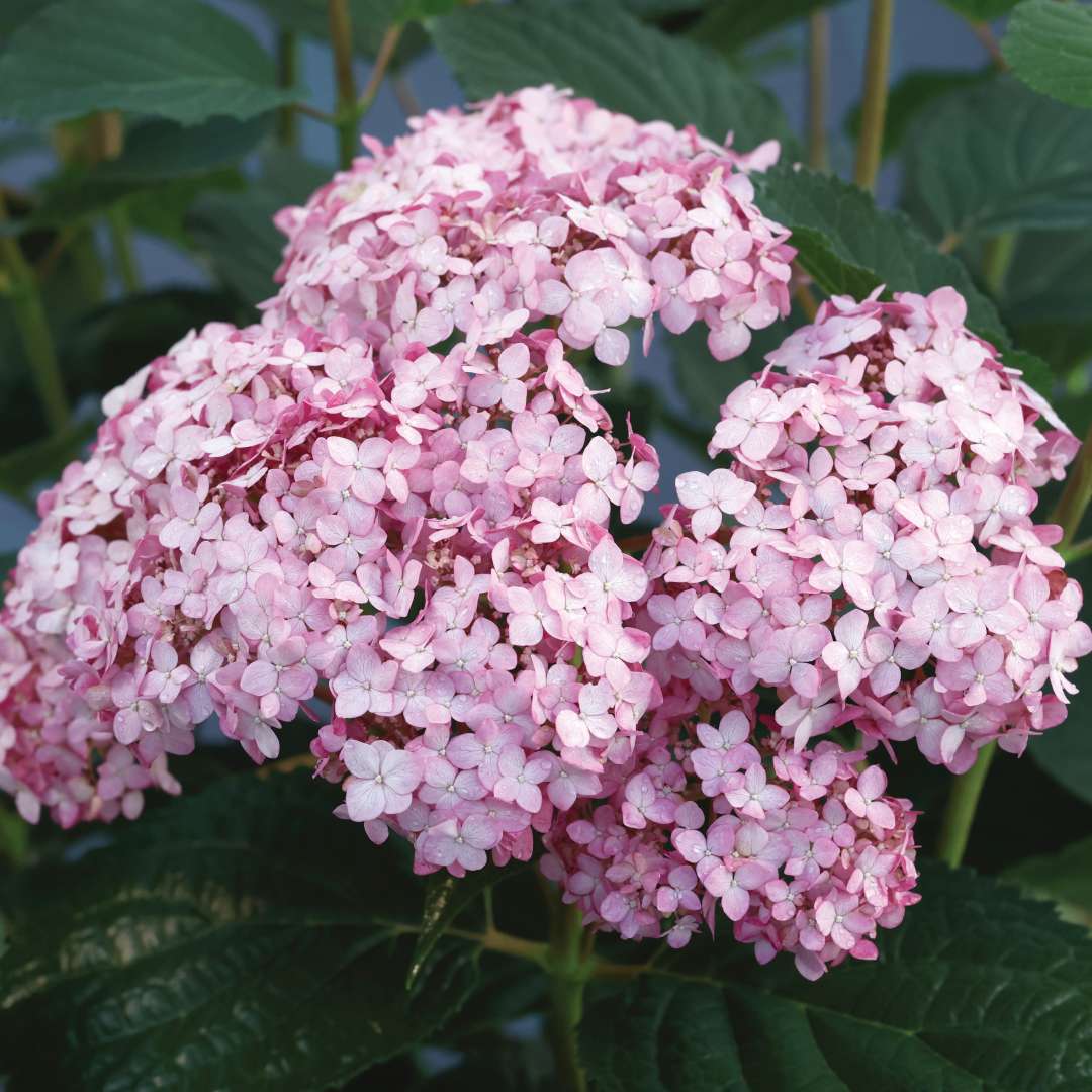 Invincibelle Spirit Thrive has vivid deep pink blooms.