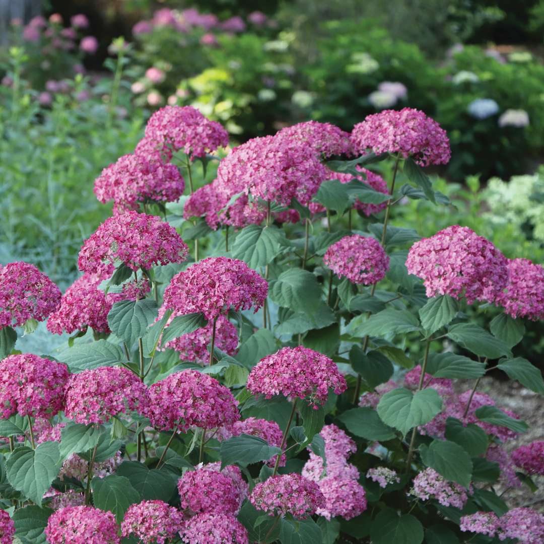 Invincibelle Vivid hydrangea with pink flowers and green foliage. 