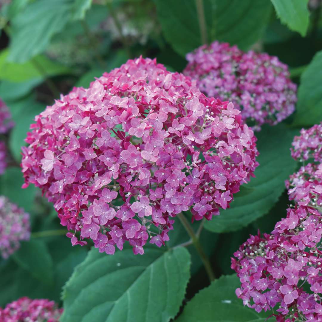 Deep red-pink flowers and green foliage. 
