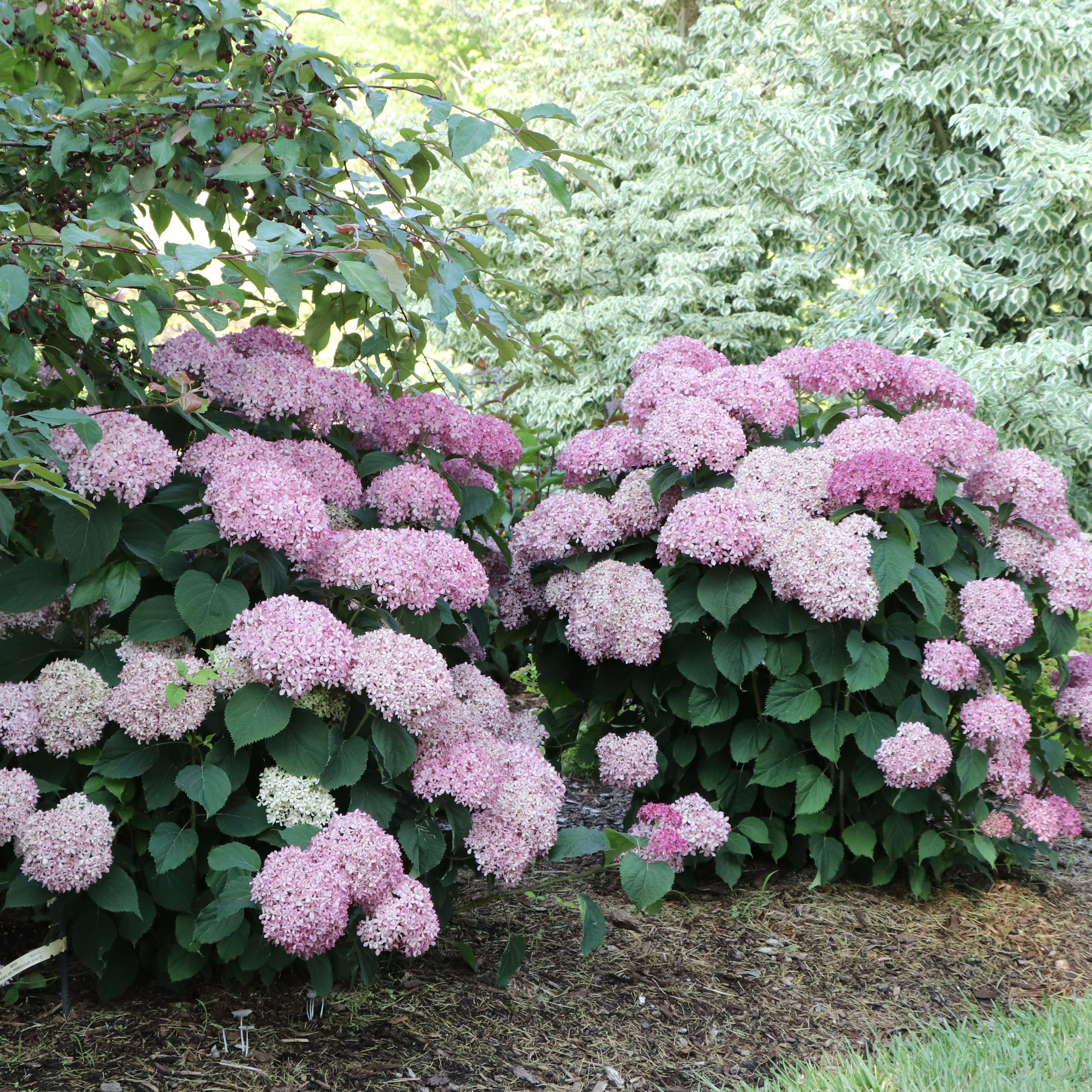 Two Invincibelle Wee Pink hydrangeas in the landscape. 