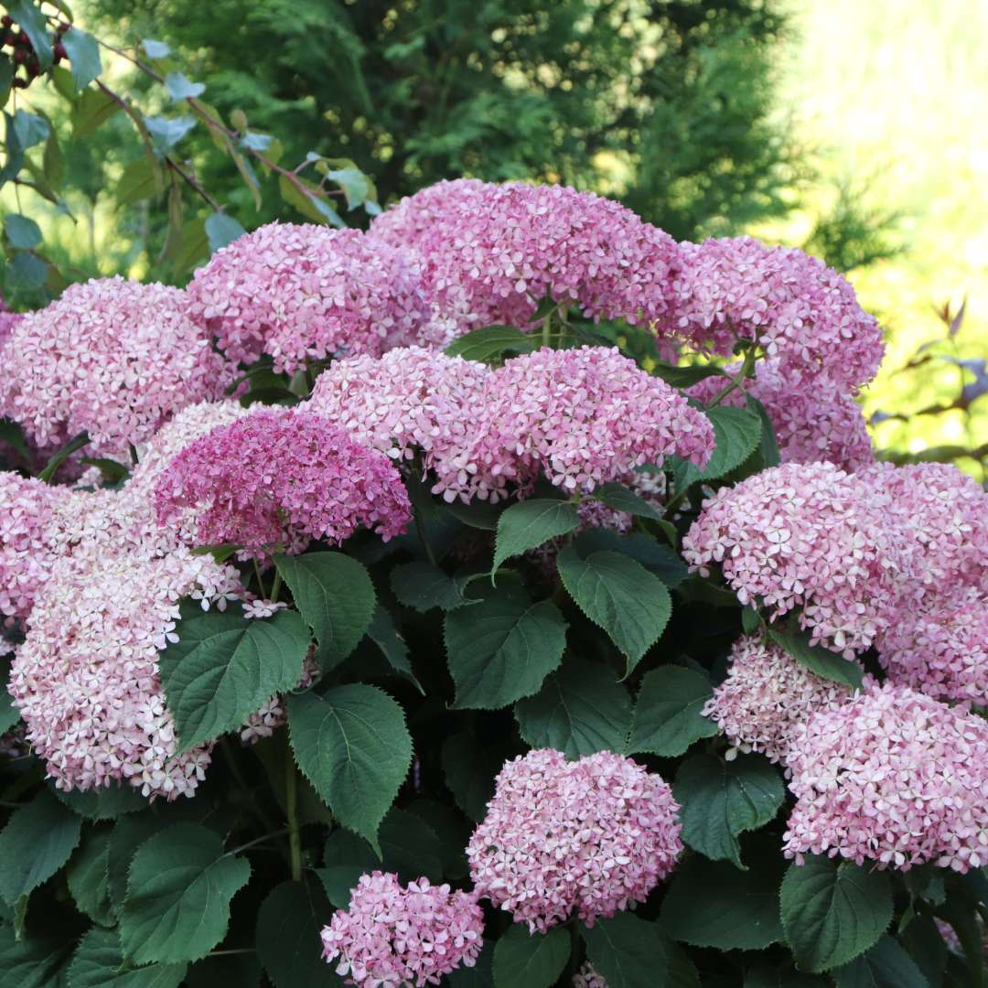 Pink smooth hydrangea blooms and green foliage. 