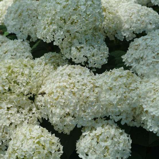 Close up of the crisp white blooms of Invincibelle Wee White 2.0 hydrangea arborescens 