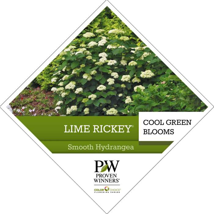 Preview of Lime Rickey® Hydrangea Tag PDF