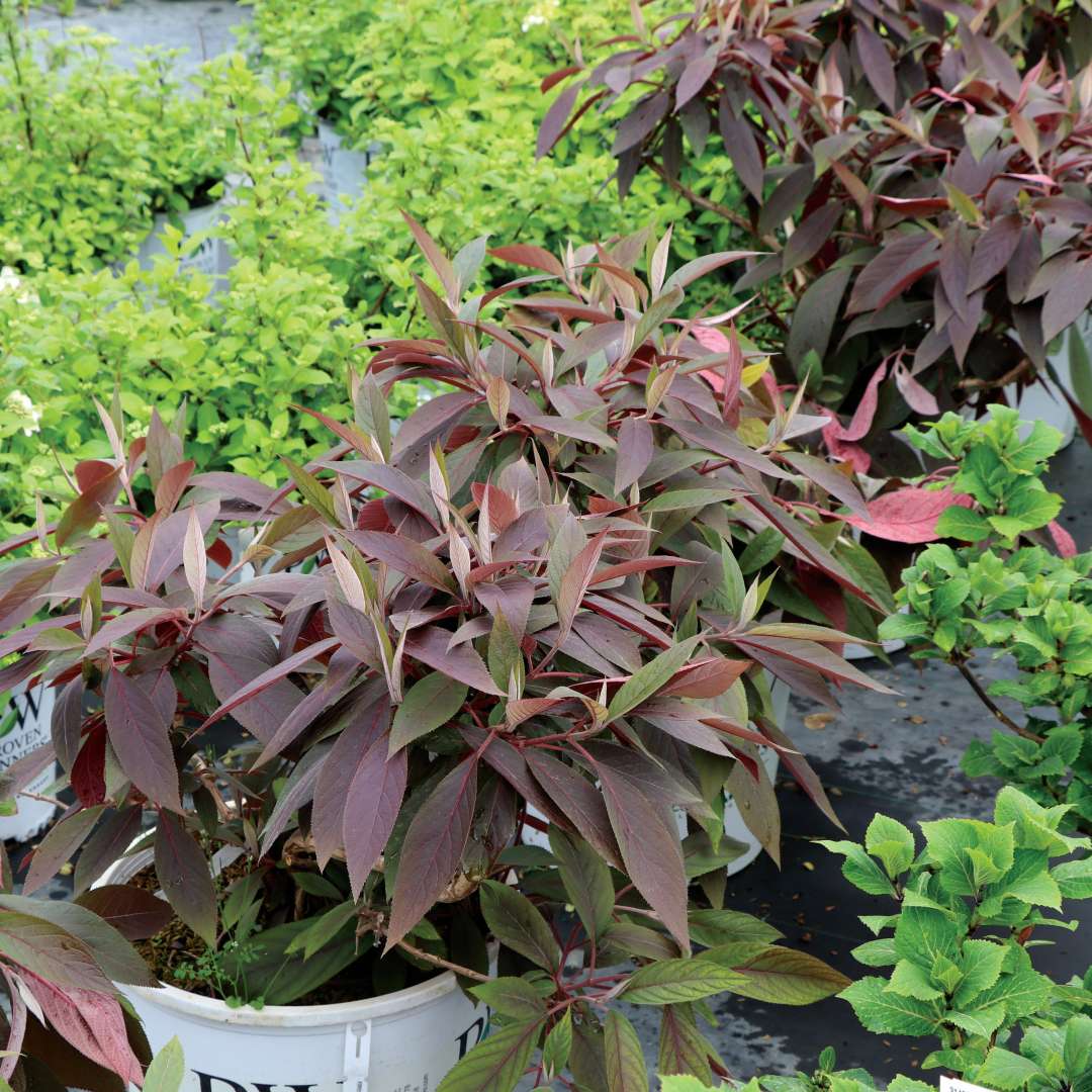 Macchiato hydrangea aspera in containers. 
