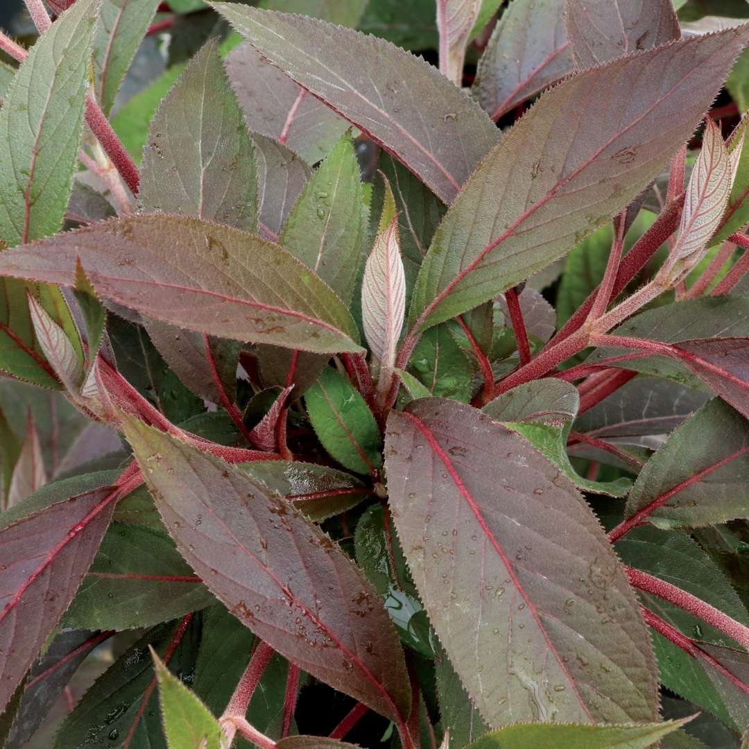  Velvety, deep purple foliage