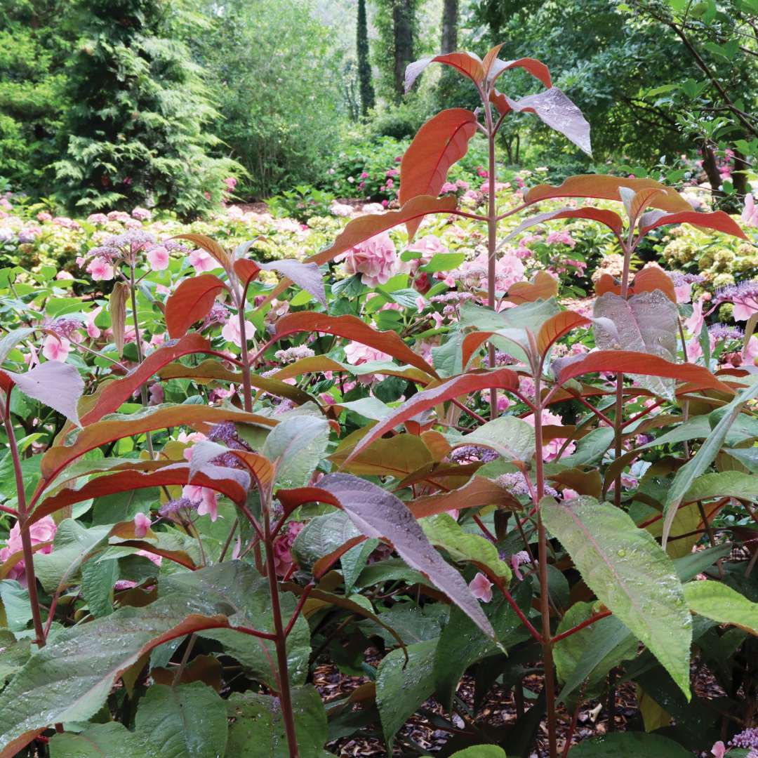 Macchiato hydrangea aspera in the landscape.
