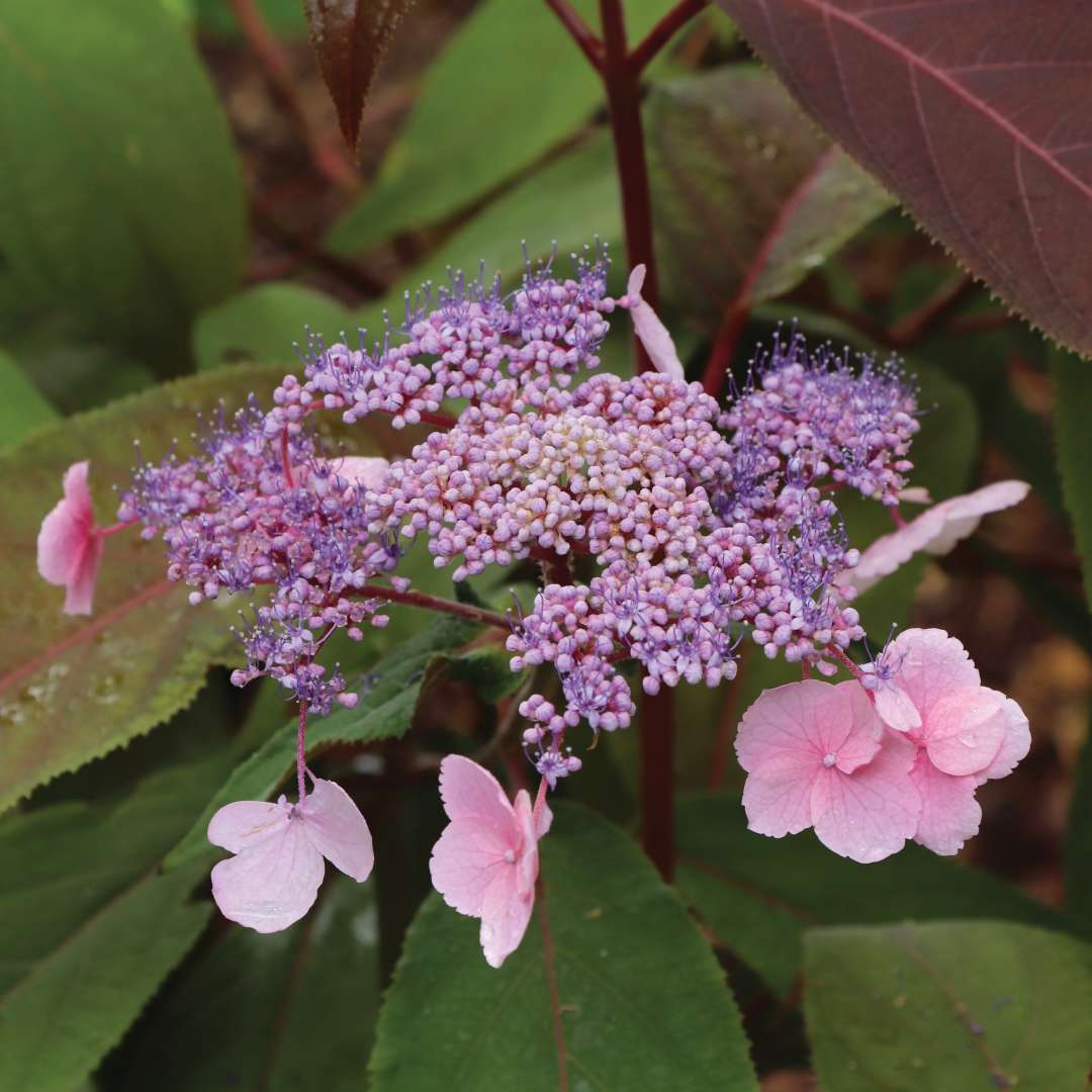 Lacecap flowers have pink sterile florets and purple-blue fertile florets.