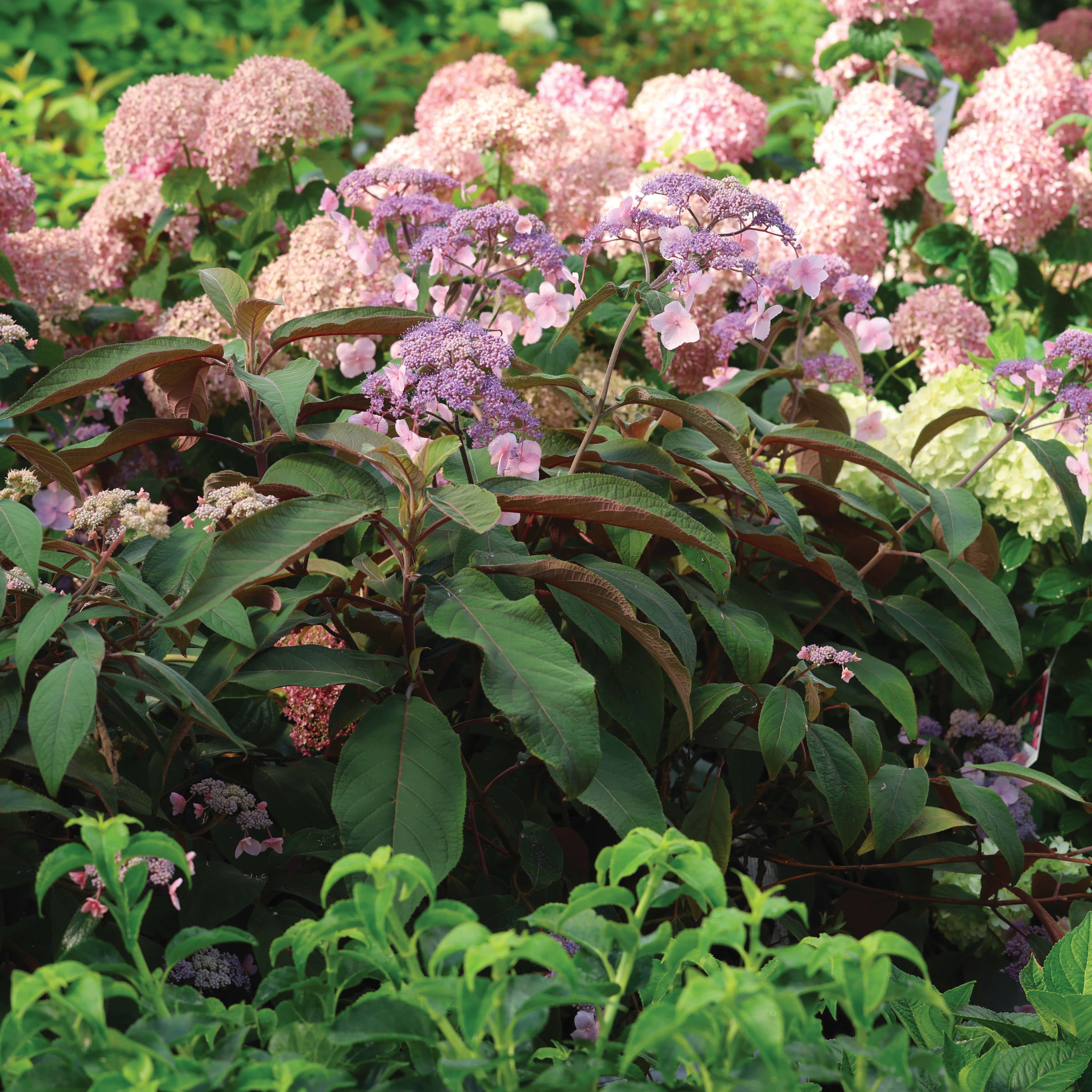 Macchiato hydrangea aspera in the landscape.