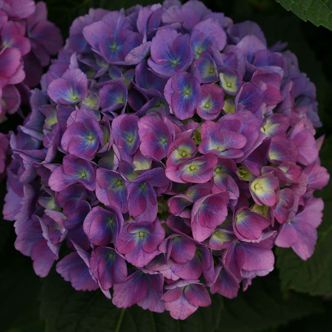 Close up of purple and blue Cityline Rio hydrangea bloom