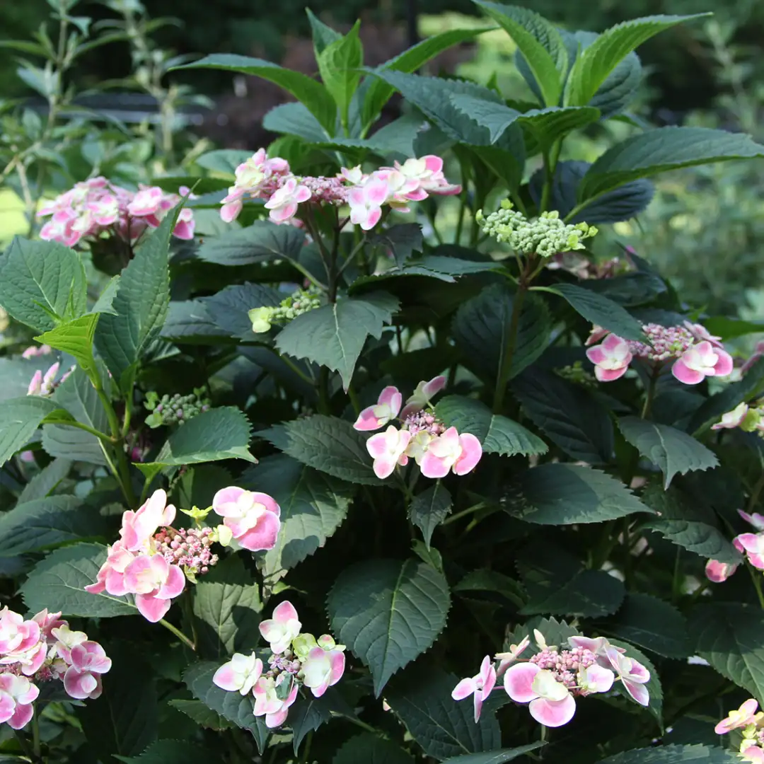 Edgy Orbits Hydrangea | Spring Meadow - wholesale liners