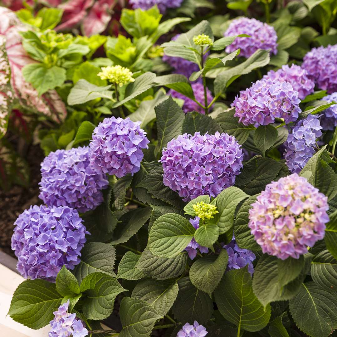 Let's Dance Rhythmic Blue hydrangea in landscape