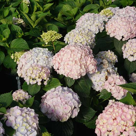 The soft pink blooms of Wee Bit Innocent bigleaf hydrangea 