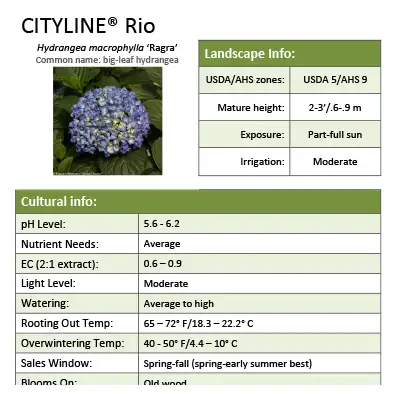 Growing Tips for Proven Winners® ColorChoice® Cityline® Rio Hydrangea ...