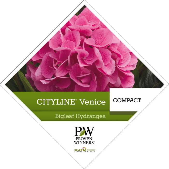 Preview of Cityline® Venice Hydrangea Tag PDF