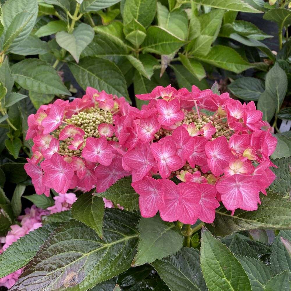 Close up of two Let's Dance Hot Stepper reblooming hydrangea blooms
