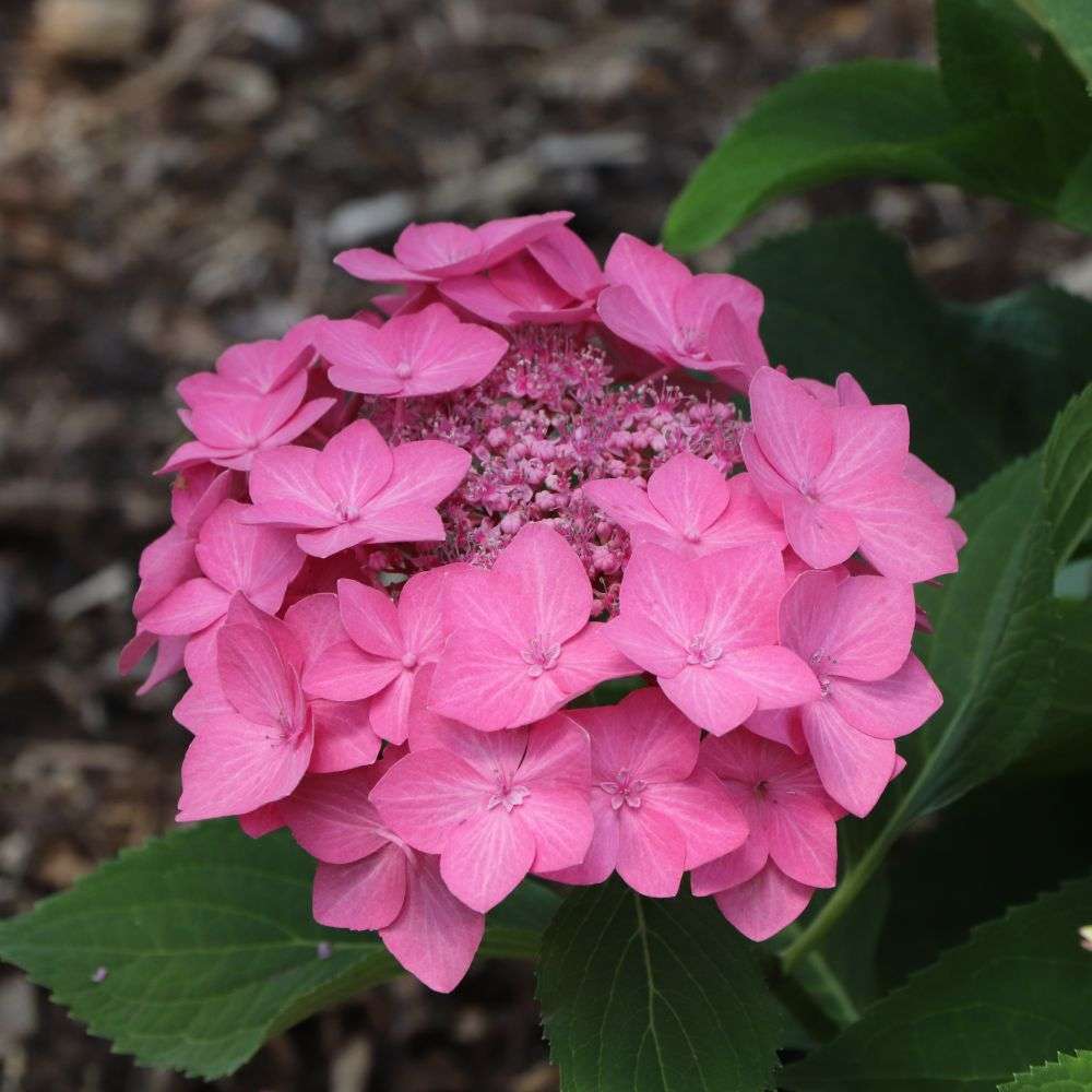 Close up of a vibrant pink bloom of Let's Dance Hot Stepper bigleaf hydrangea