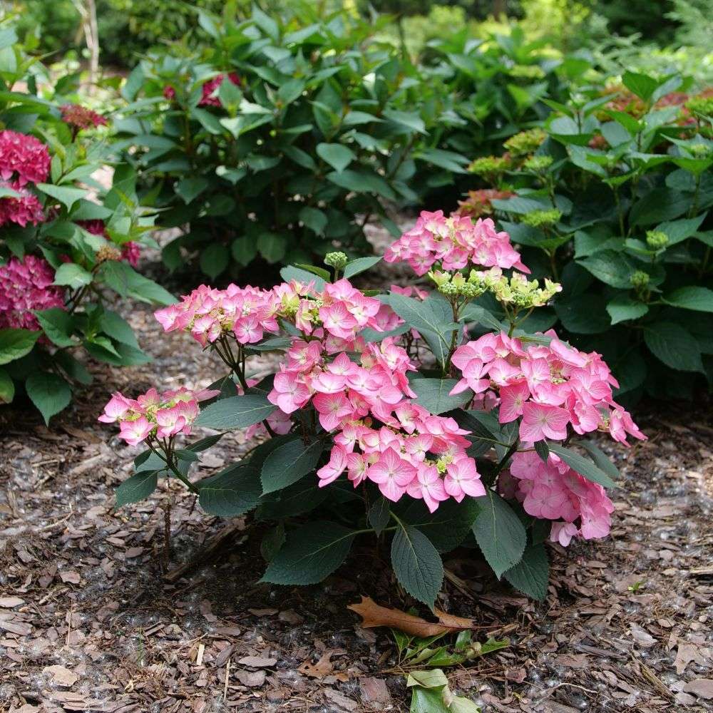 Let's Dance Hot Stepper Hydrangea macrophylla x serrata blooming in a landscape