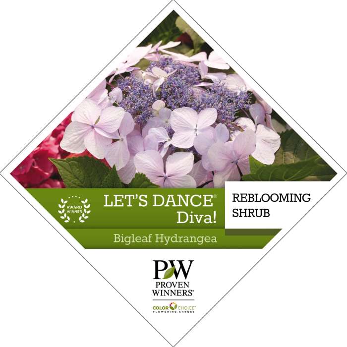 Preview of Let’s Dance® Diva! Hydrangea Tag PDF