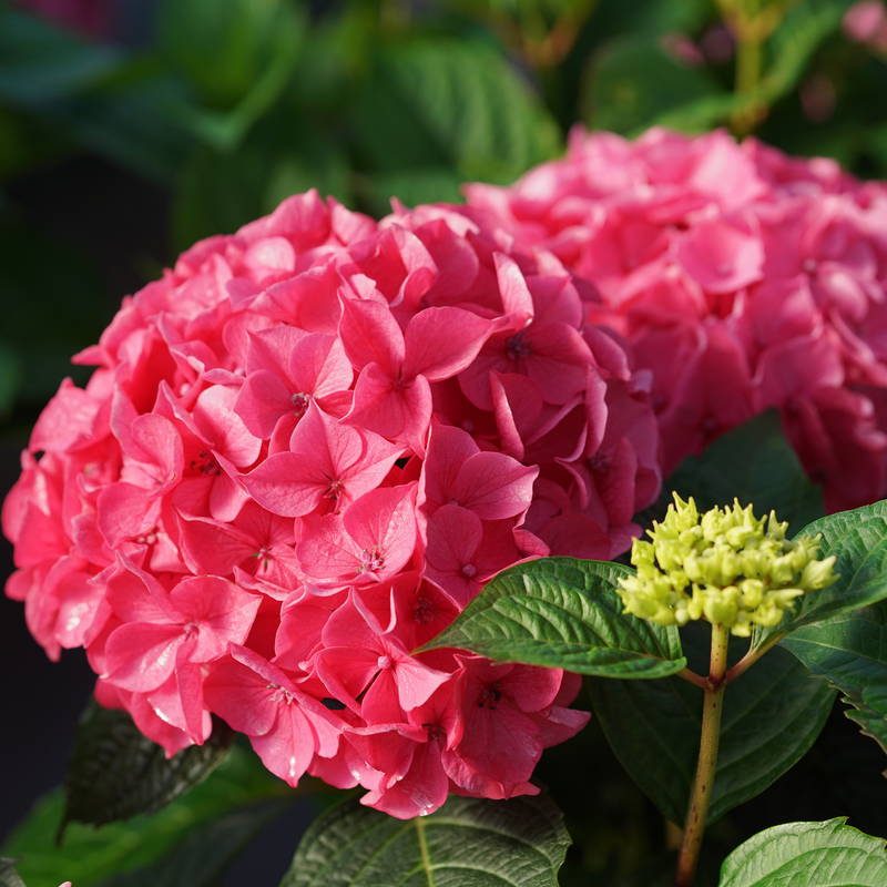 A close up of the hot pink blooms of Let's Dance Lovable.