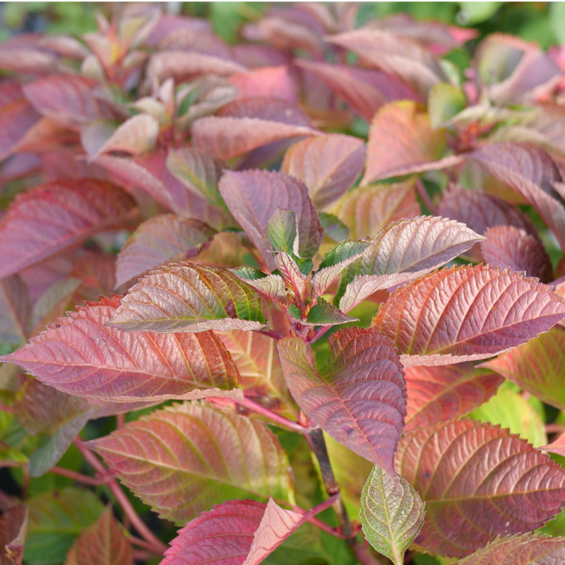 The burgundy autumn foliage of Let's Dance Lovable. 