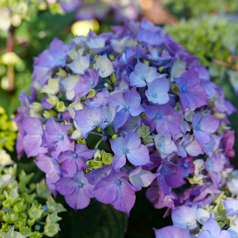 A close up of the purple blooms of Let's Dance Lovable.