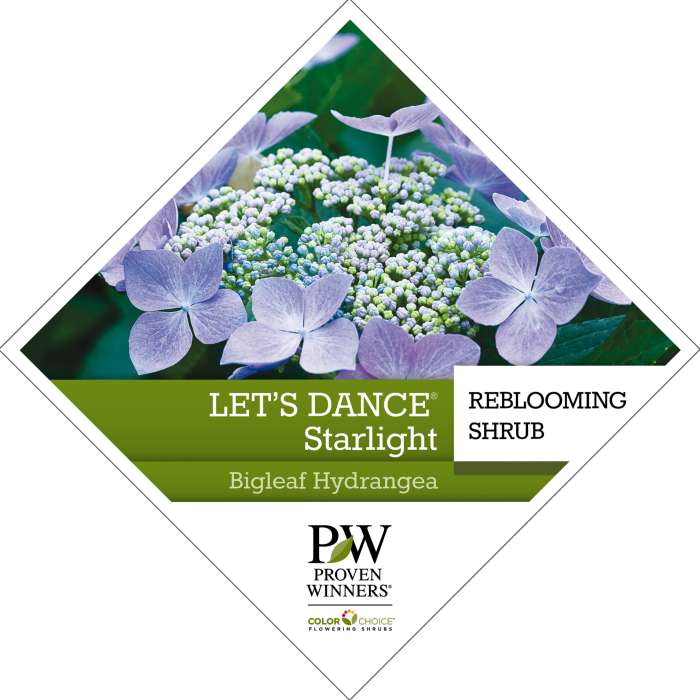 Preview of Let’s Dance® Starlight Hydrangea Tag PDF