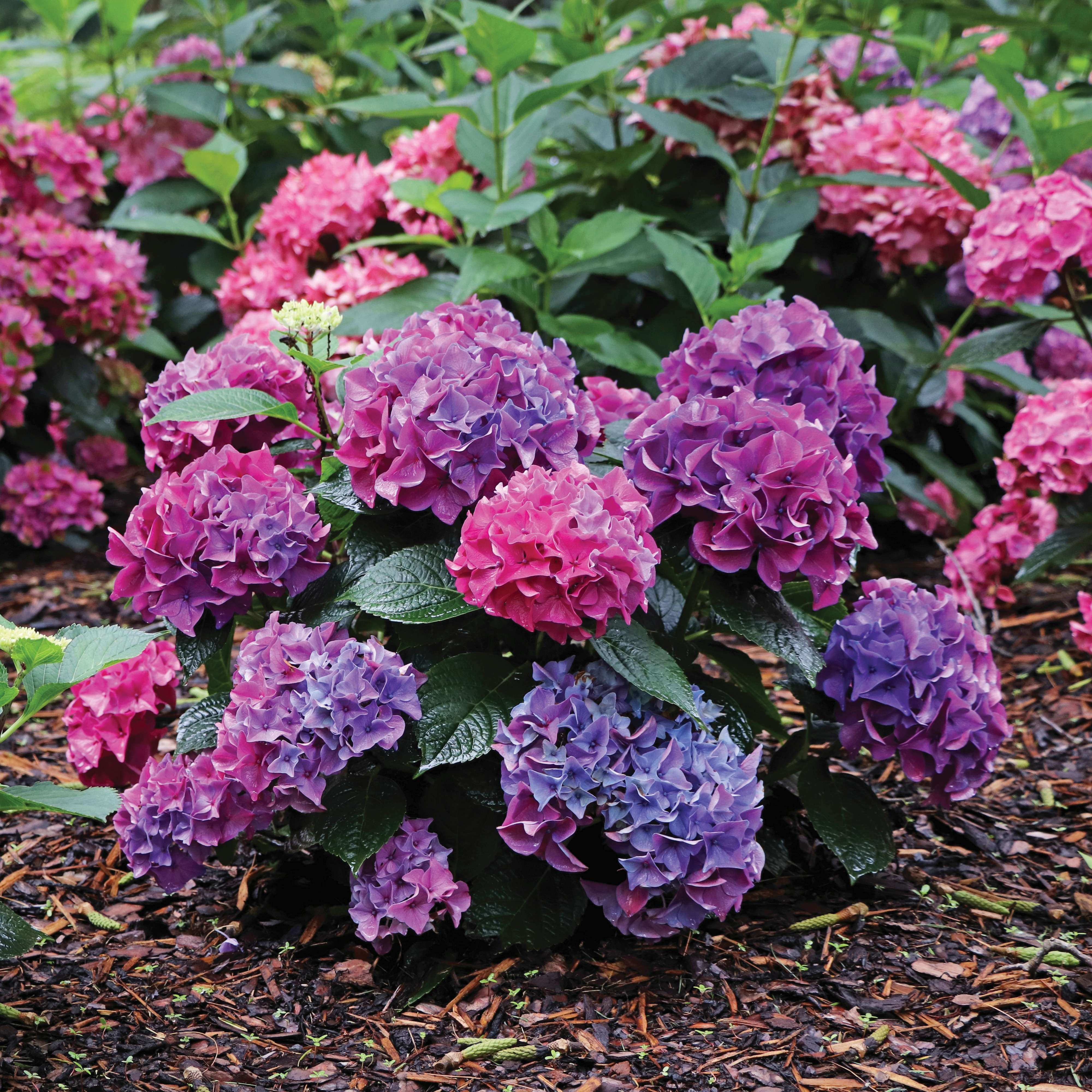 Wee Bit Grumpier hydrangea in the landscape. 