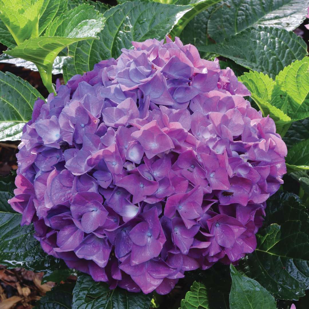 Wee Bit Grumpier hydrangea with moody purple flowers.