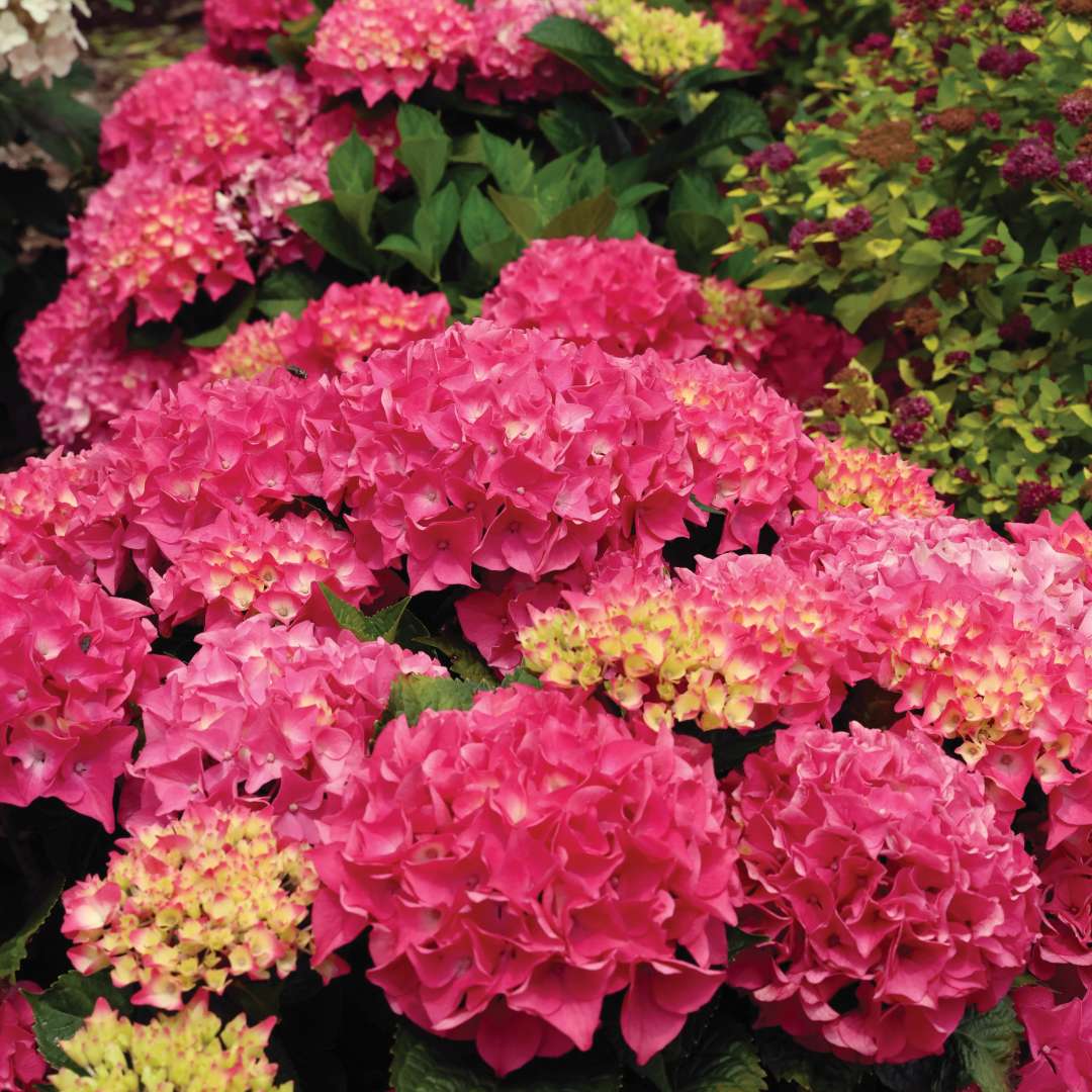Wee Bit Grumpier hydrangea with pink flowers.