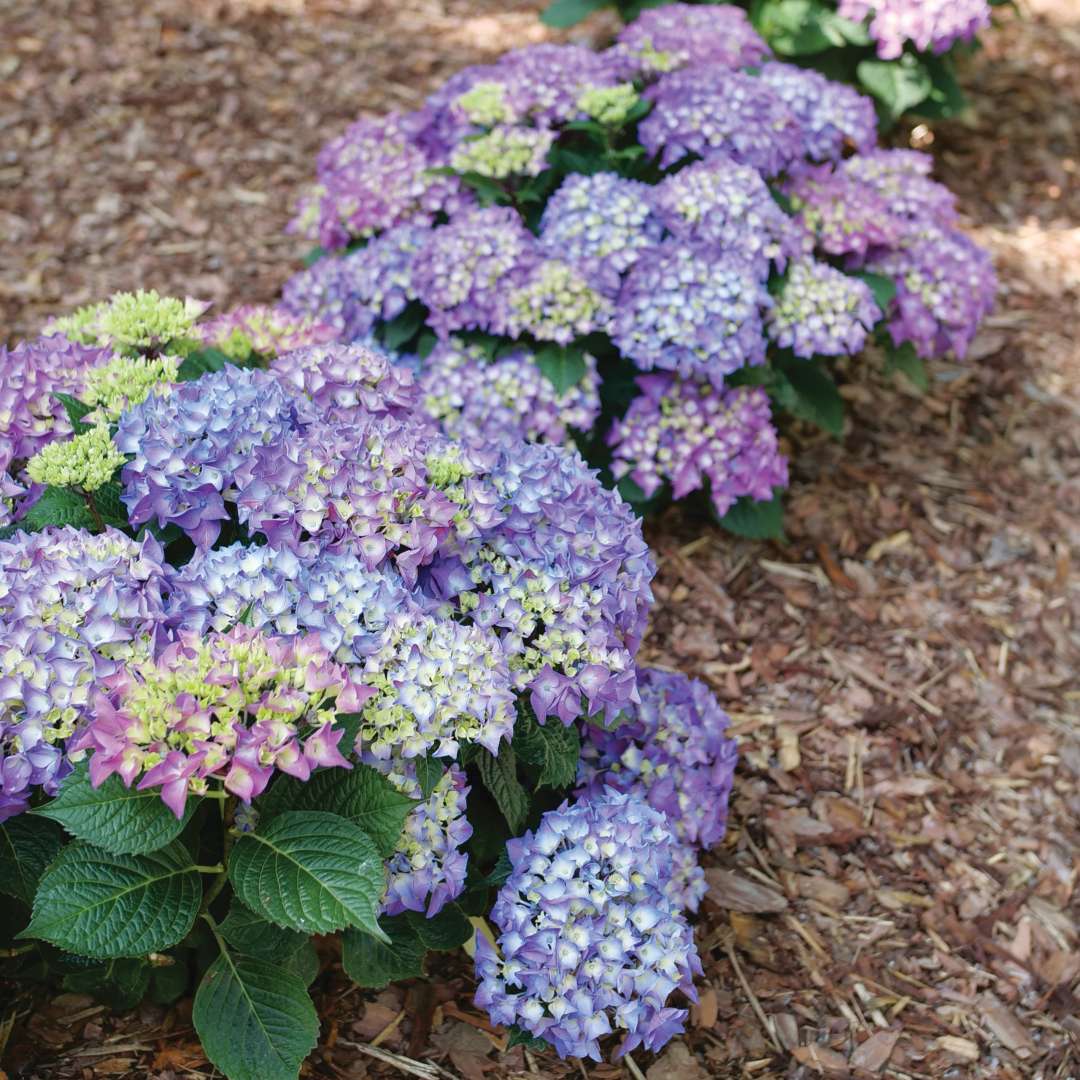 Two Wee Bit Grumpier hydrangeas in the ground. 