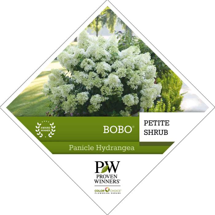 Preview of Bobo® Hydrangea Tag PDF