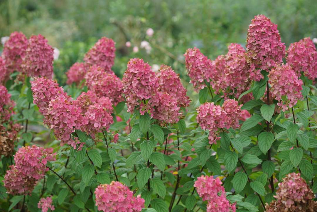 A single specimen of Fire Light panicle hydrangea covered in red mophead blooms