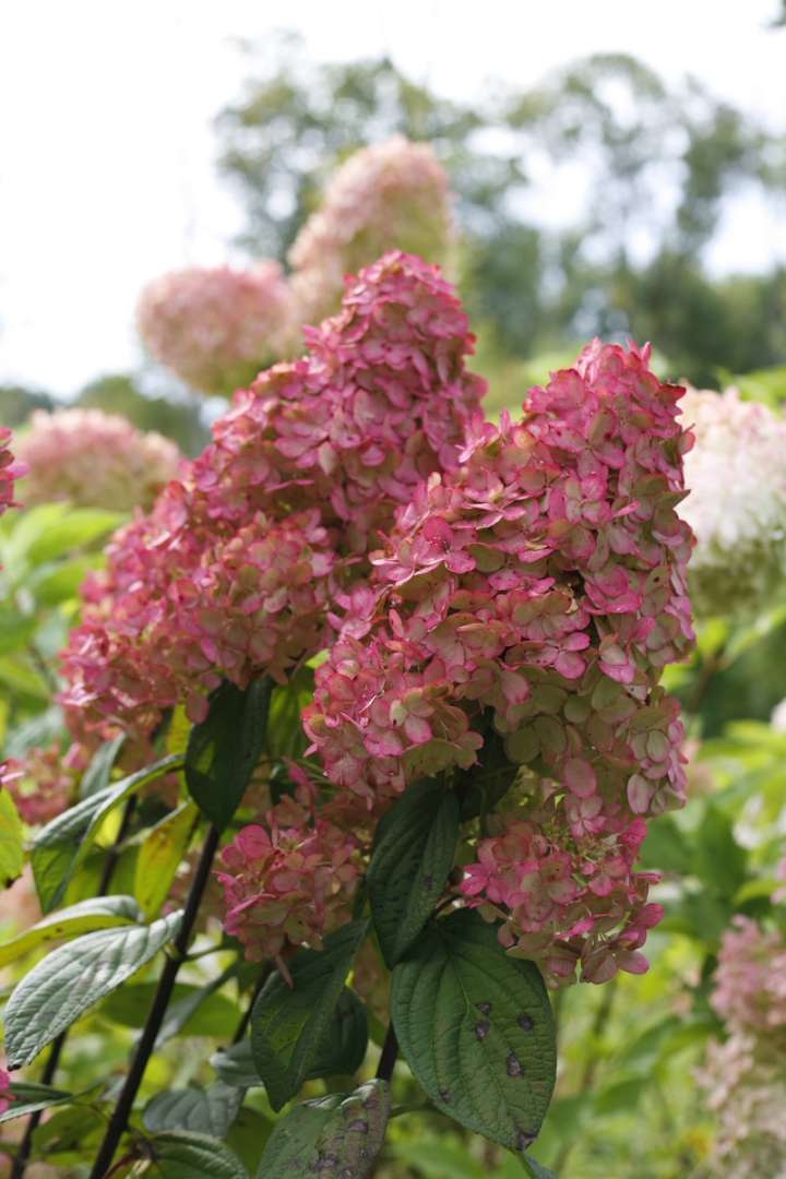 Closeup of the blooms of Fire Light panicle hydrangea showing both the white and red coloration