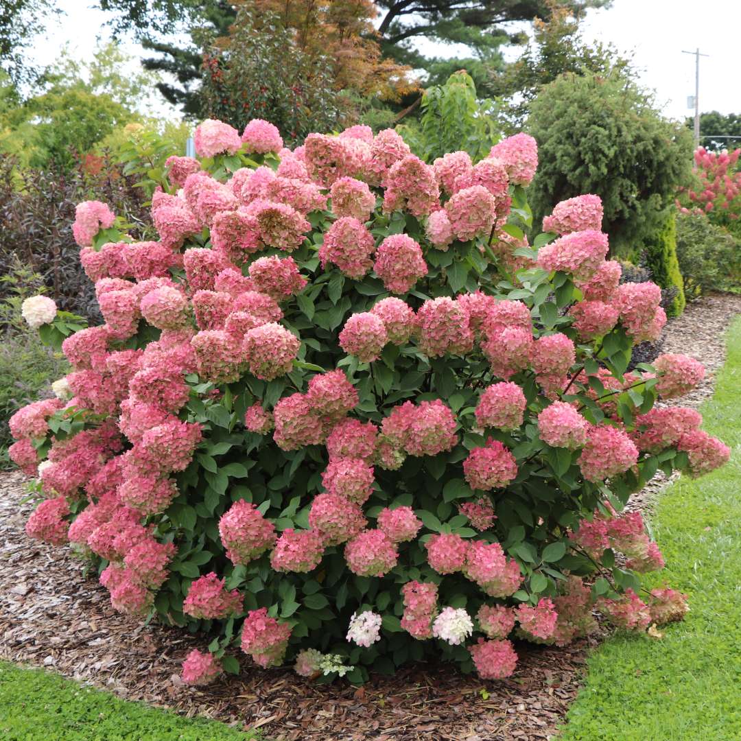 Limelight Max in the landscape with pink flowers. 
