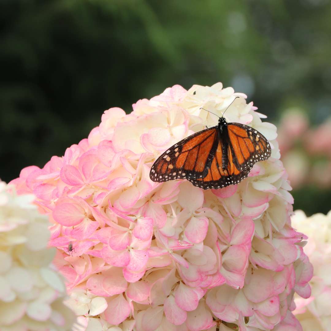 White flower with butterfly.