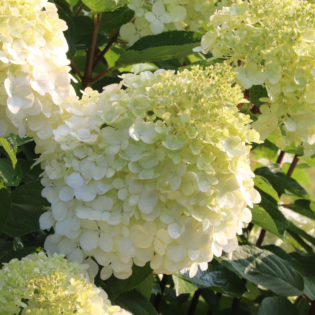 Large white cone-shaped flower. 