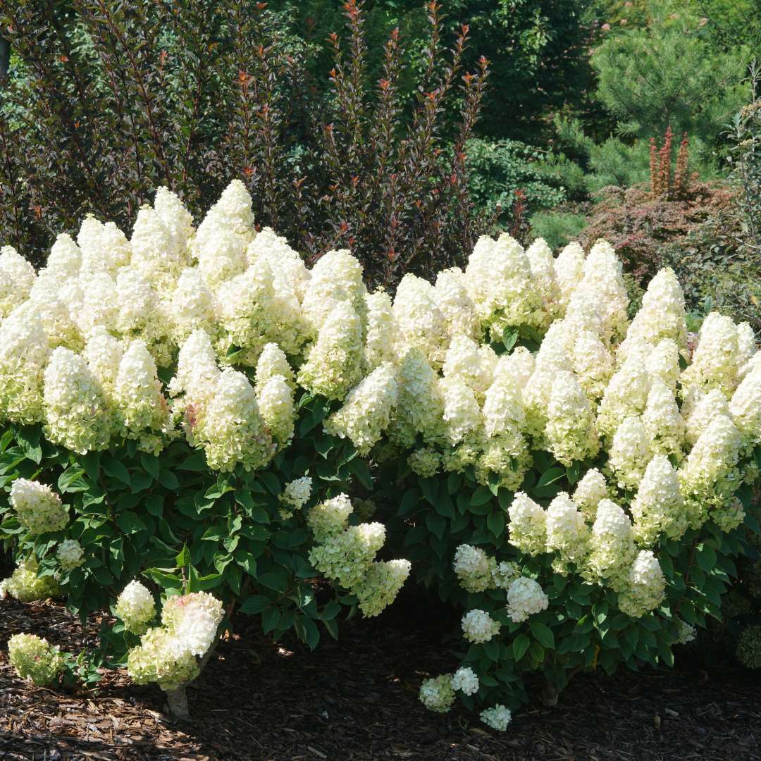 Two Little Lime Spotlight hydrangeas in the landscape. 