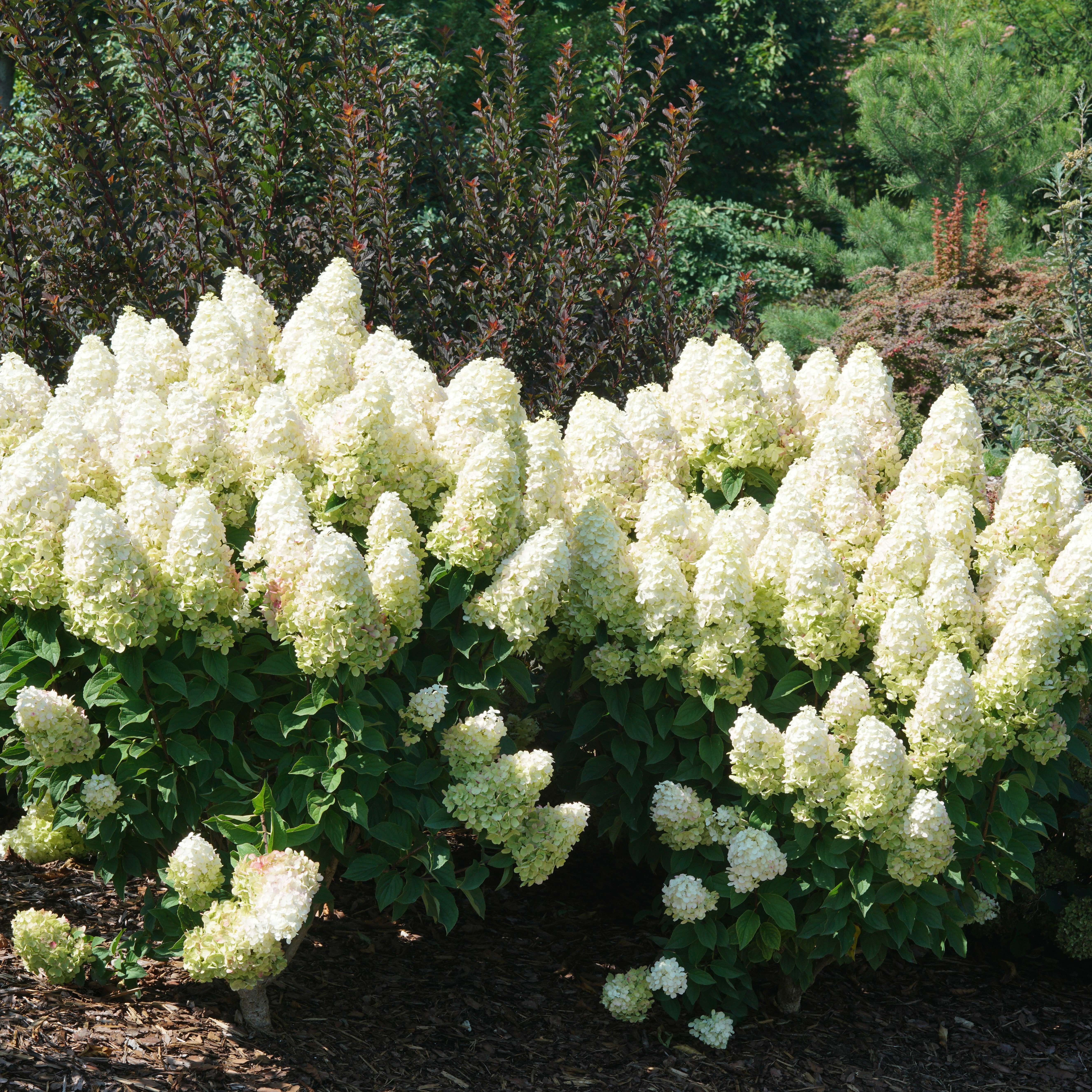 Two Little Lime Spotlight hydrangeas in the landscape. 