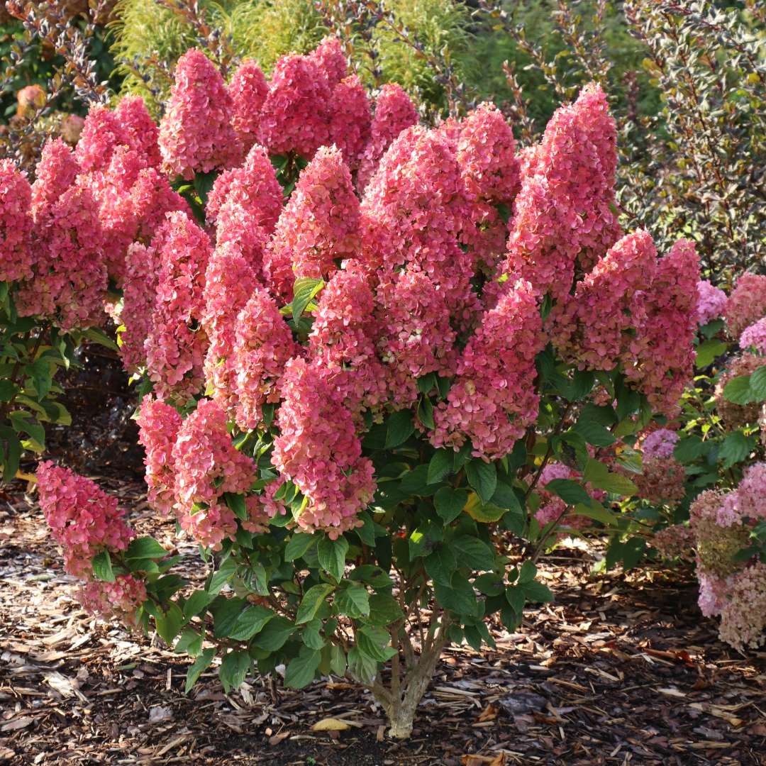 Little Lime Spotlight pink flowers in fall. 