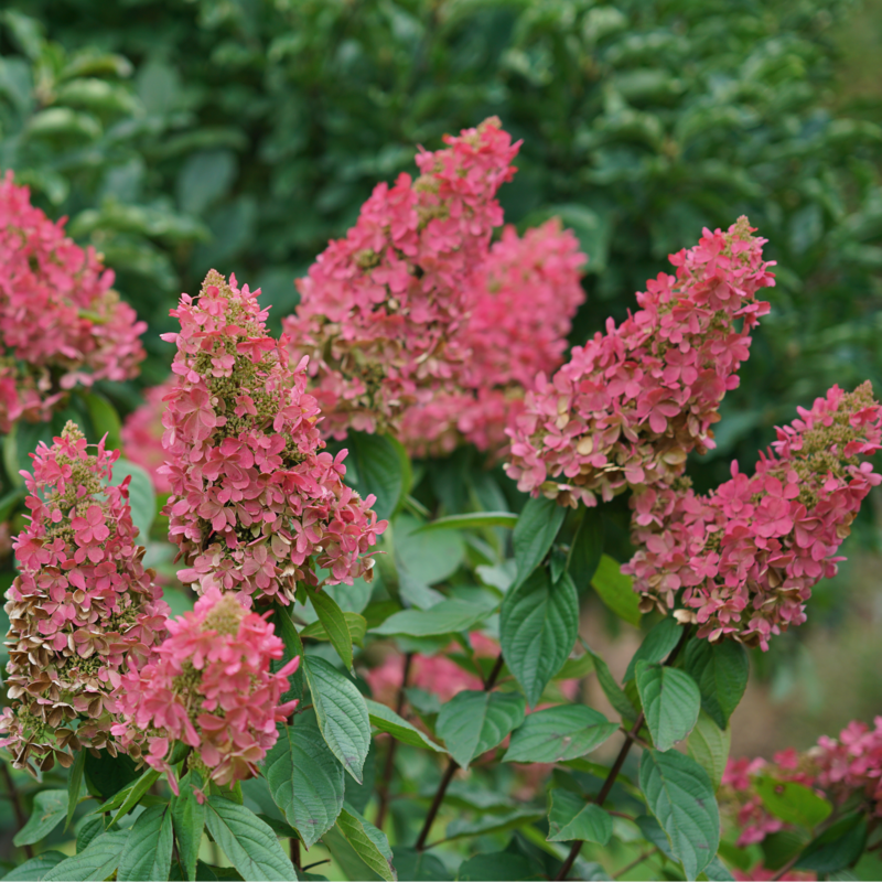 The large lacecap blooms of Pinky Winky Prime hydrangea transitioned entirely pink 