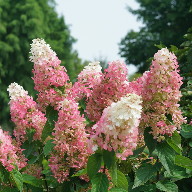 Pinky Winky Prime hydrangea showing its color changing blooms, bright pink on the bottom and a white tip.