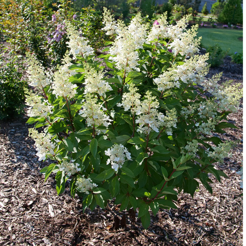 The habit of Pinky Winky Prime hydrangea with all white blooms. 