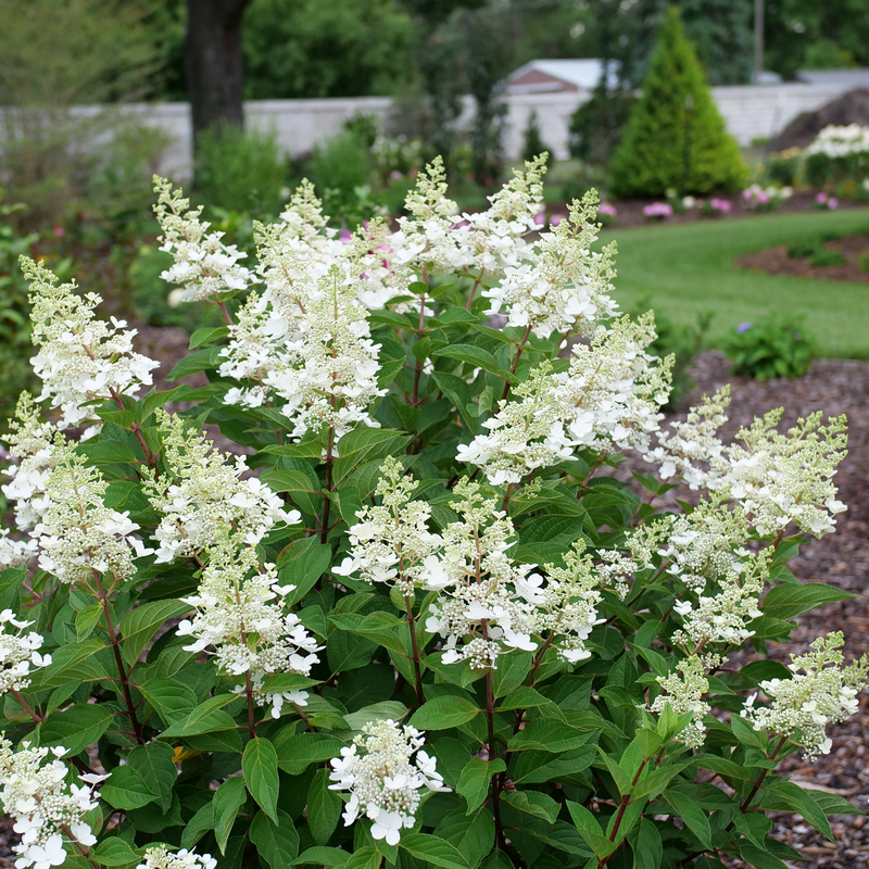 Pinky Winky Prime panicle hydrangea with all white blooms.