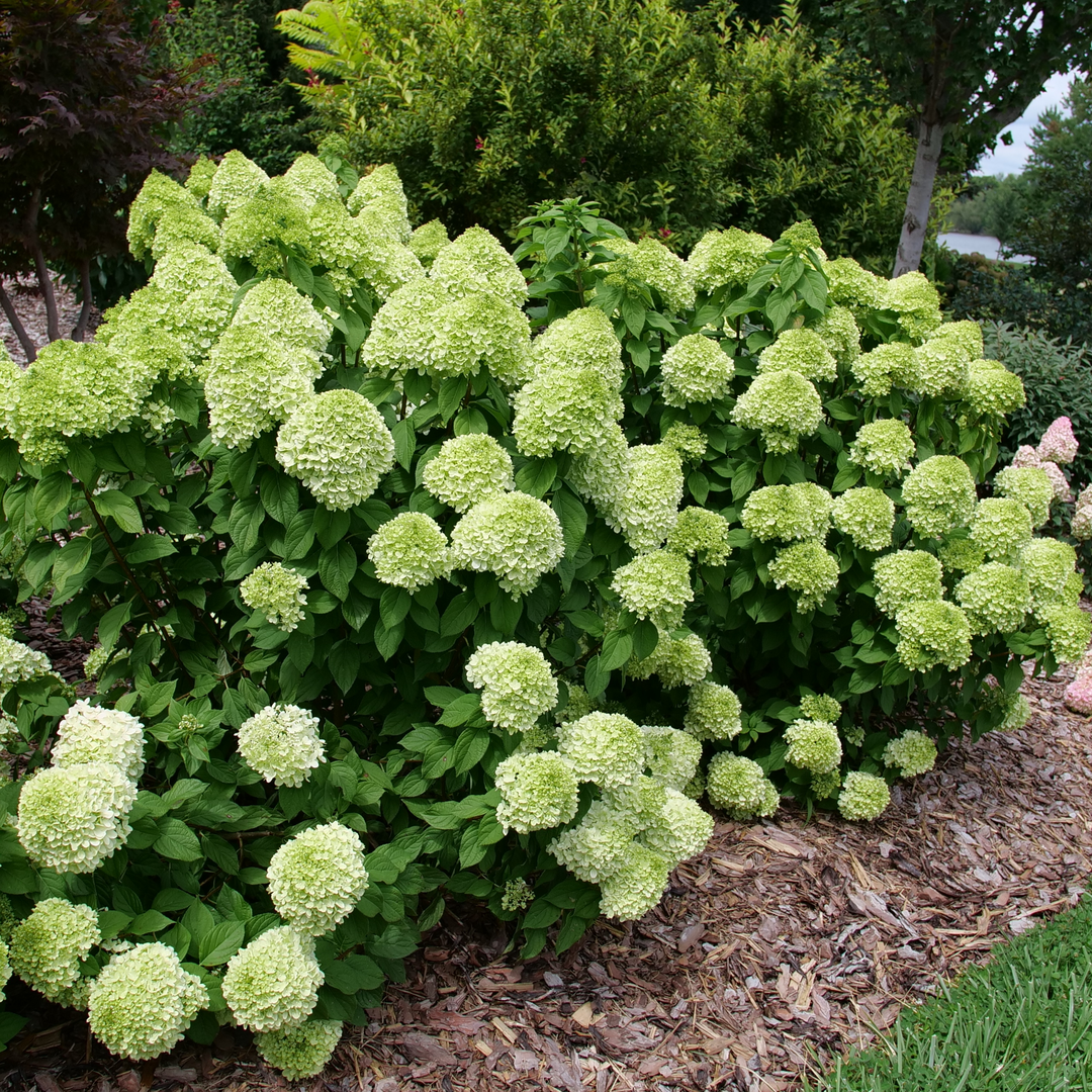 Two Powerball panicle hydrangeas, covered in round green flowers, bloom in a mulched landscape bed.