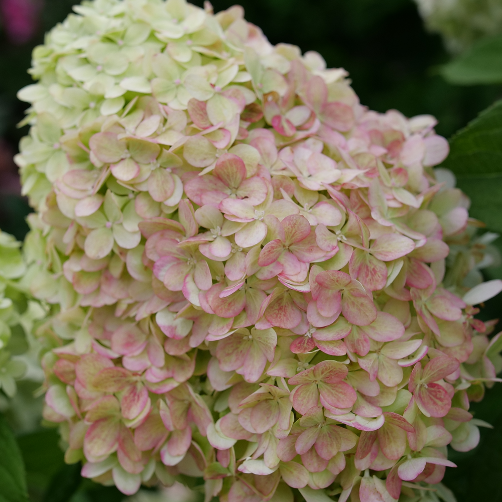 White flowers with a pink blush on Powerball panicle hydrangea inflorescence. 