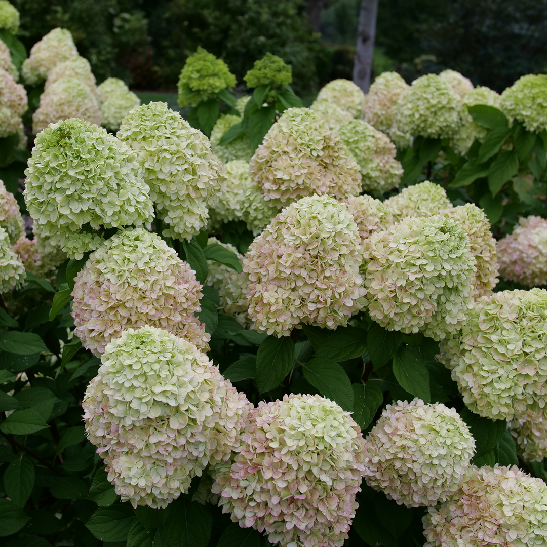 Several flowers on Powerball panicle hydrangea have begun to show the first signs of aging from green to pink. 